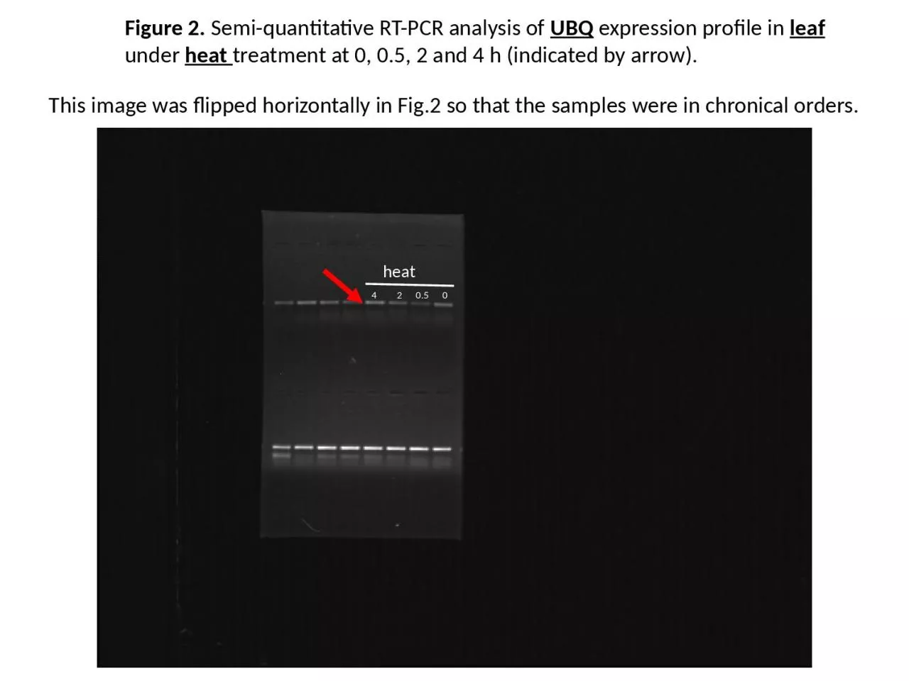 PPT-Figure 2. Semi-quantitative RT-PCR analysis of