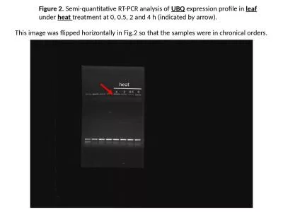 Figure 2.  Semi-quantitative RT-PCR analysis of