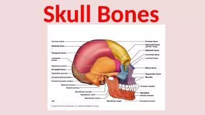 S kull Bones The  skull (cranium),