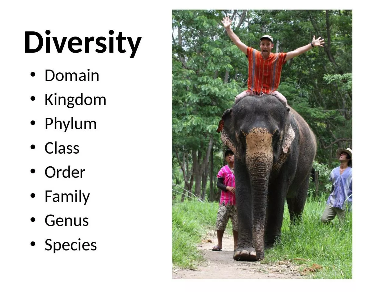 PPT-Diversity Domain Kingdom