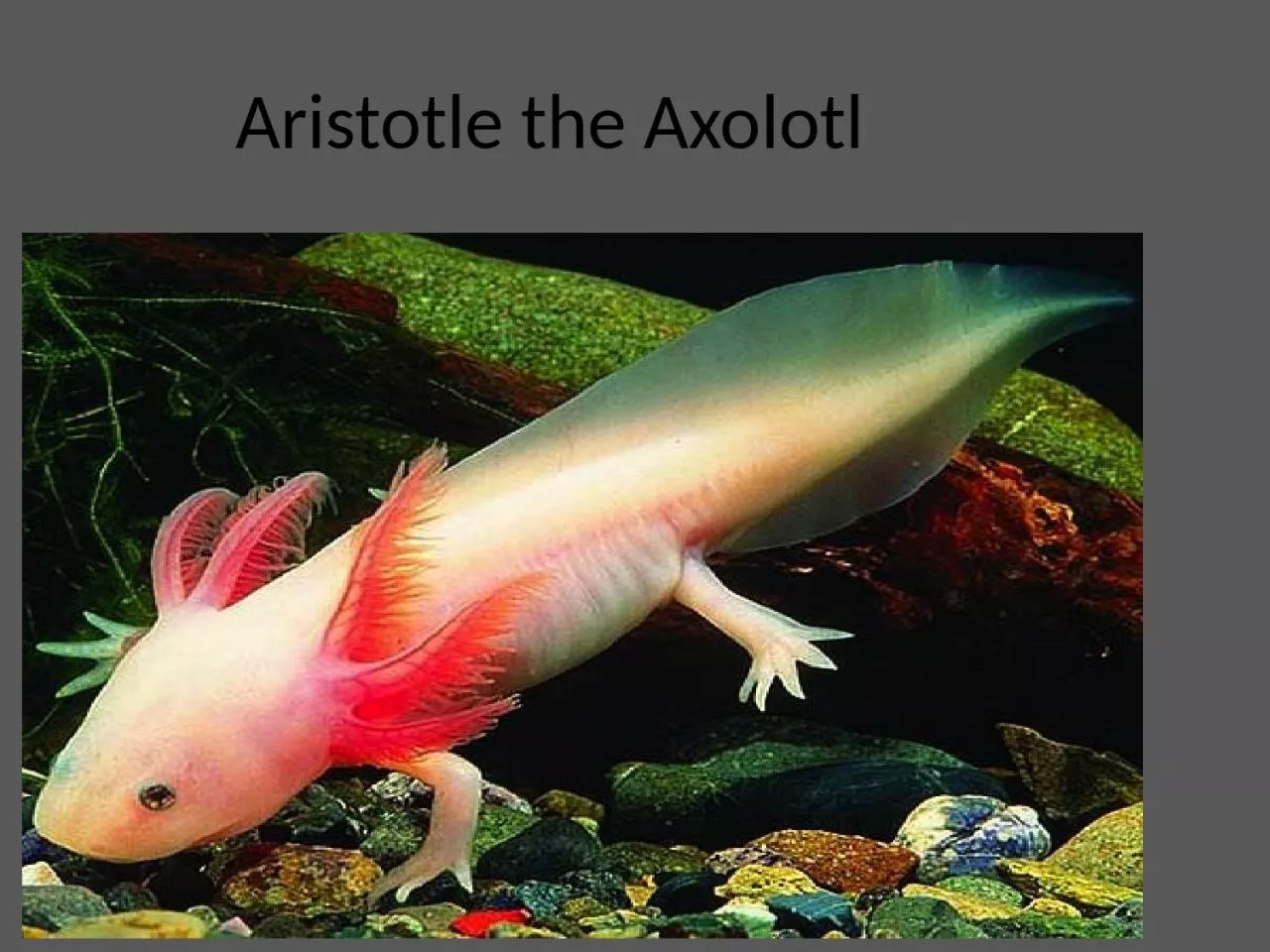 PPT-Aristotle the Axolotl Father Christmas sent an important letter to school, which is on