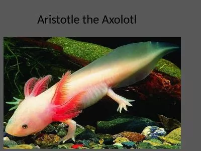 Aristotle the Axolotl Father Christmas sent an important letter to school, which is on the next sli