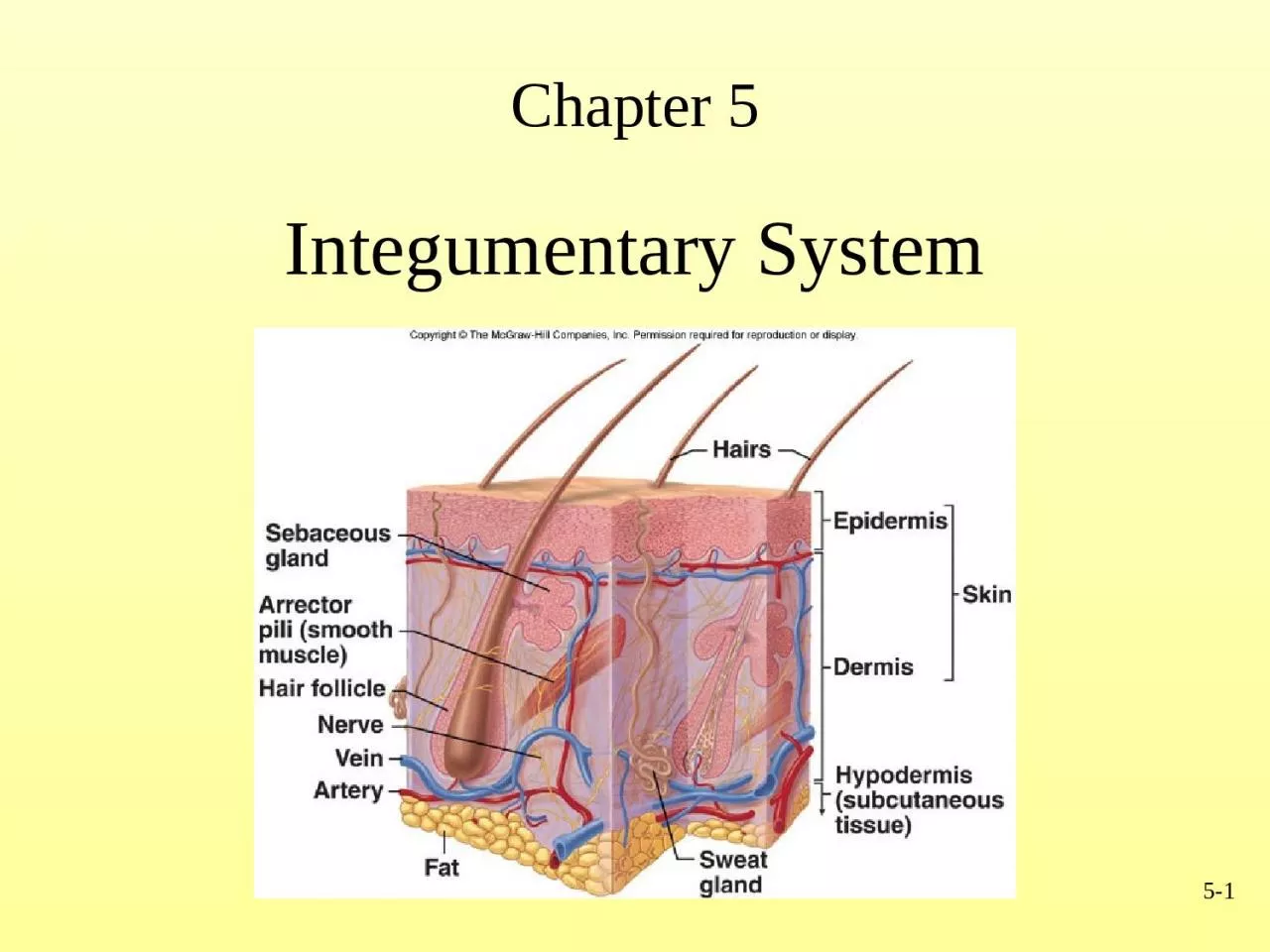 PPT-5- 1 Chapter 5 Integumentary System