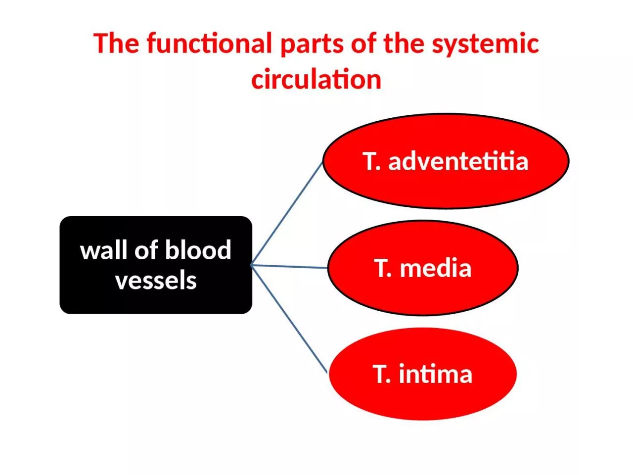 PPT-The functional parts of the systemic circulation