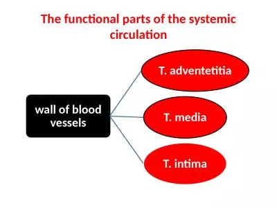 The functional parts of the systemic circulation