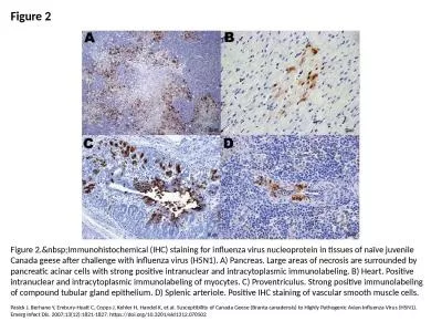 Figure 2 Figure 2.&nbsp;Immunohistochemical (IHC) staining for influenza virus nucleoprotein in