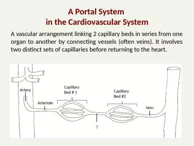 A Portal  System  in the Cardiovascular System