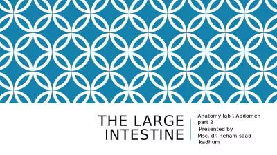 The large Intestine  Anatomy lab \ Abdomen part 2