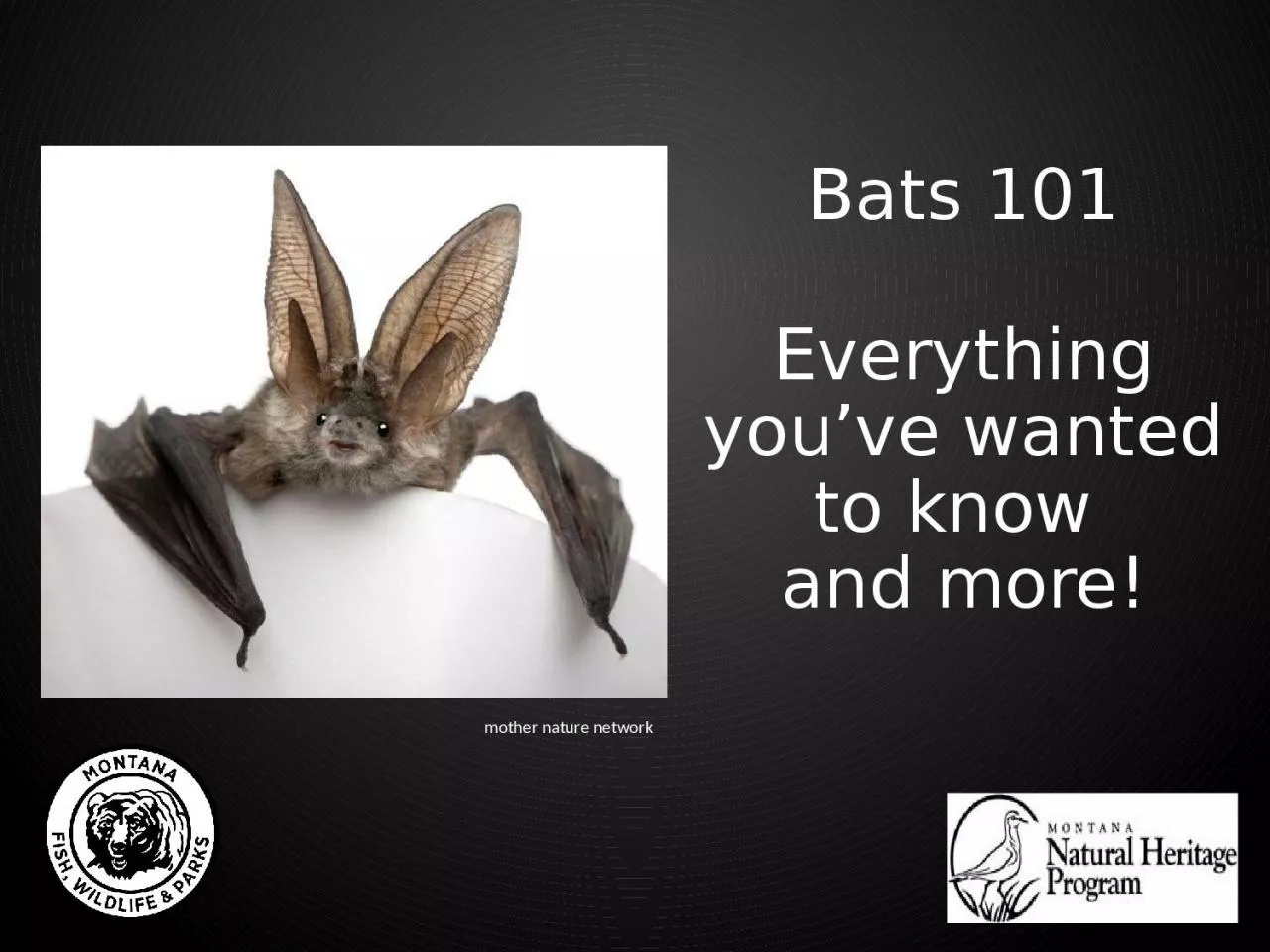 PPT-Bats 101 Everything you’ve wanted to know