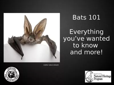 Bats 101 Everything you’ve wanted to know