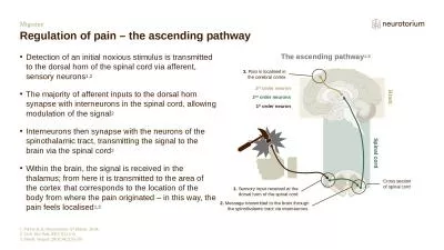 Migraine Regulation of pain – the ascending pathway