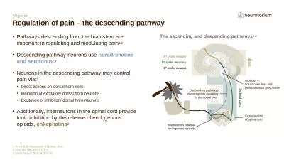 Migraine Regulation of pain – the descending pathway
