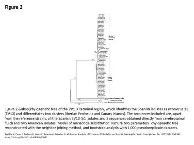 Figure 2 Figure 2.&nbsp;Phylogenetic tree of the VP1 3′ terminal region, which identifies