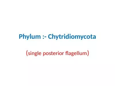 Phylum :-  Chytridiomycota