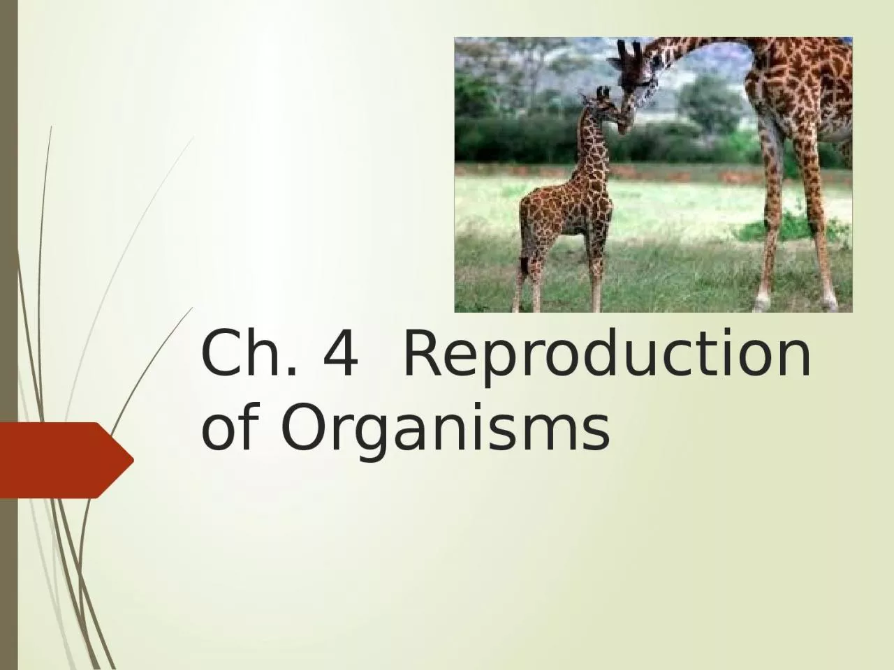 PPT-Ch. 4 Reproduction of Organisms