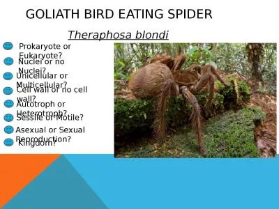 GOLIATH BIRD EATING SPIDER