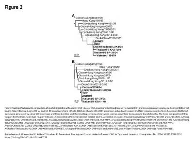 Figure 2 Figure 2.&nbsp;Phylogenetic comparison of zoo felid isolates with other H5N1 viruses.