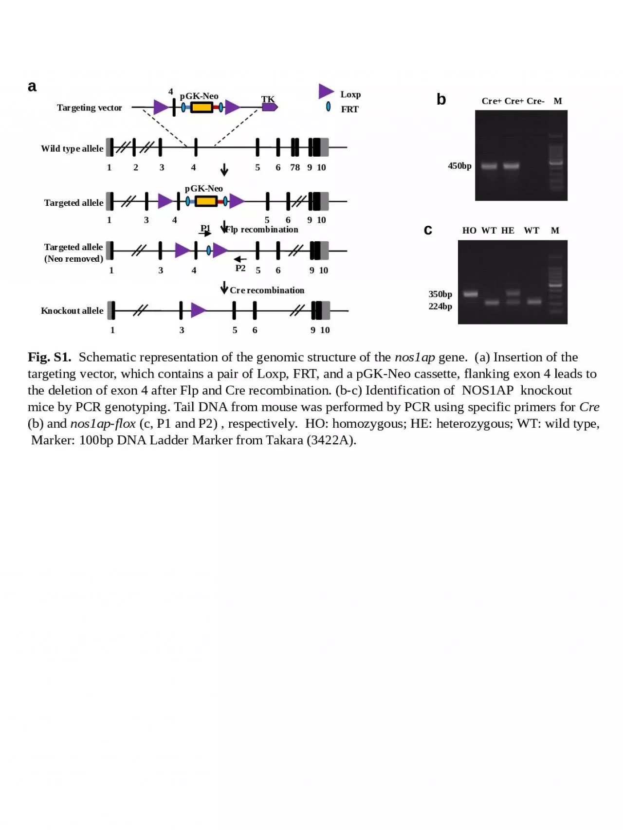 PPT-Fig. S1. Schematic representation of the genomic structure of the