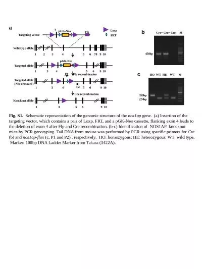 Fig. S1.    Schematic representation of the genomic structure of the