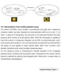 PPT-Supplementary Figure 1 Transposition