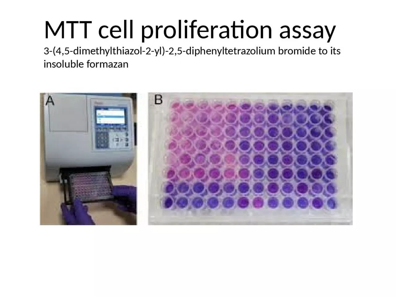 PPT-MTT cell proliferation