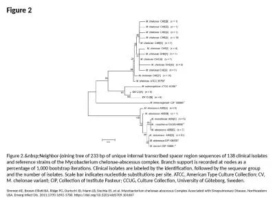 Figure 2 Figure 2.&nbsp;Neighbor-joining tree of 233 bp of unique internal transcribed spacer r