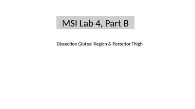 MSI Lab 4, Part B Dissection Gluteal Region & Posterior Thigh