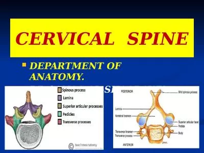 CERVICAL  SPINE DEPARTMENT OF ANATOMY.