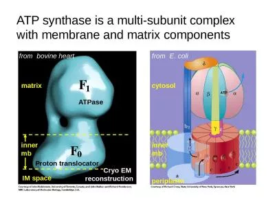 ATP synthase is a multi-subunit complex with membrane and matrix components
