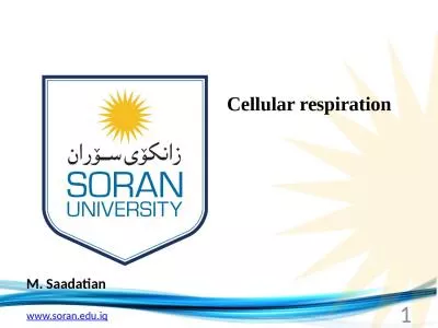M.  Saadatian Cellular respiration