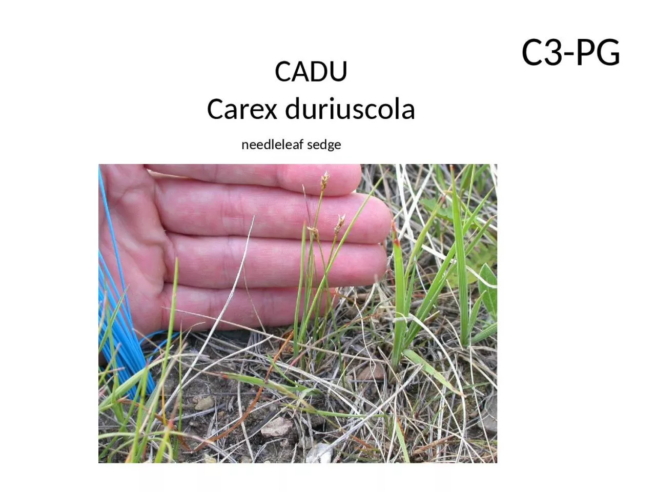 PPT-CADU Carex duriuscola C3-PG