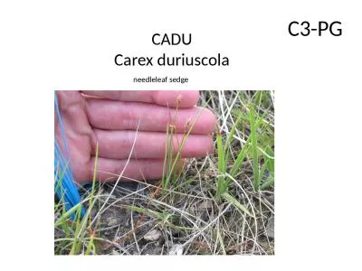 CADU Carex   duriuscola C3-PG