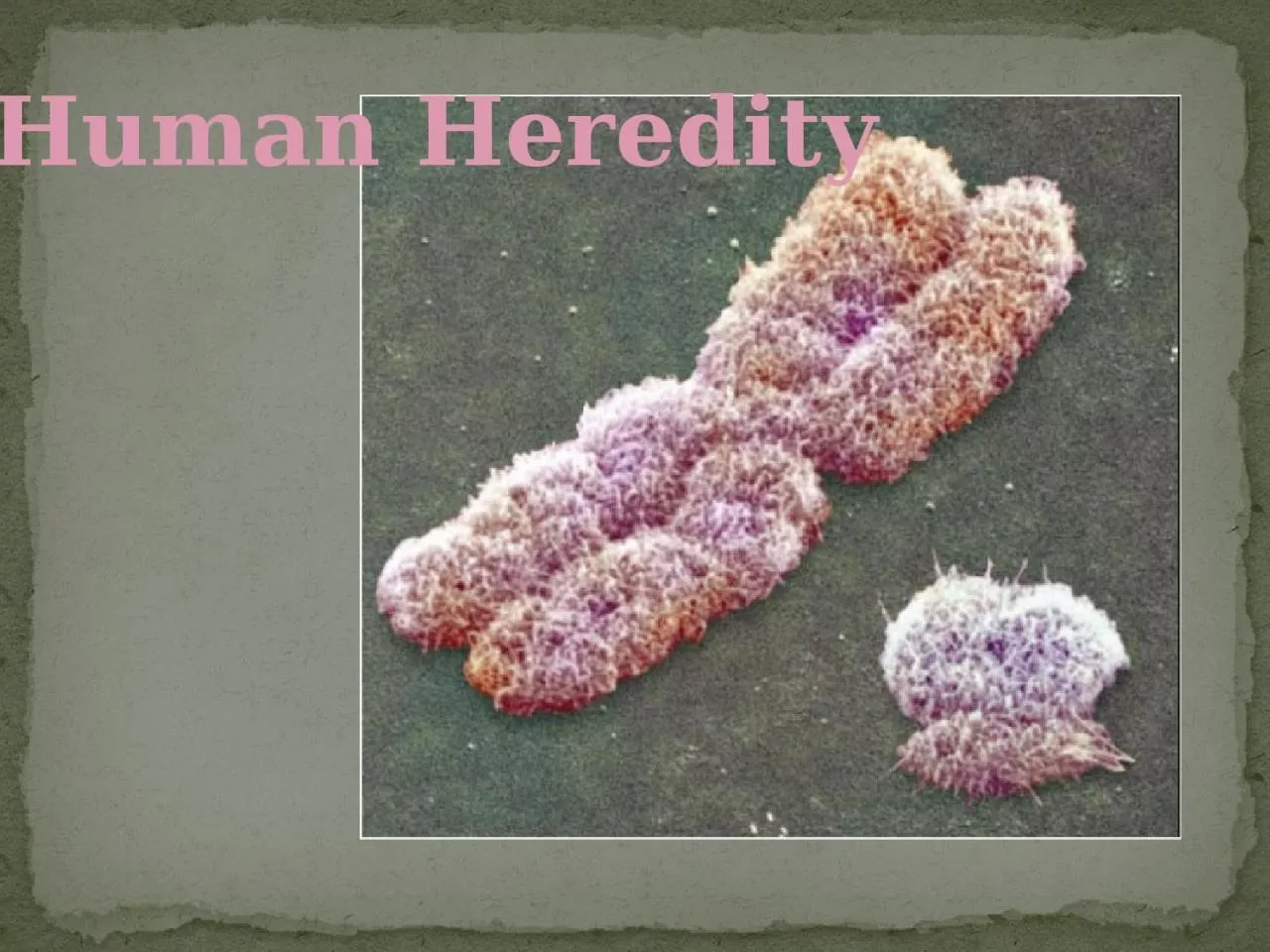 Human Heredity Walter Sutton in 1902 proposed that chromosomes were the physical carriers
