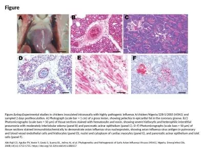 Figure Figure.&nbsp;Experimental studies in chickens inoculated intranasally with