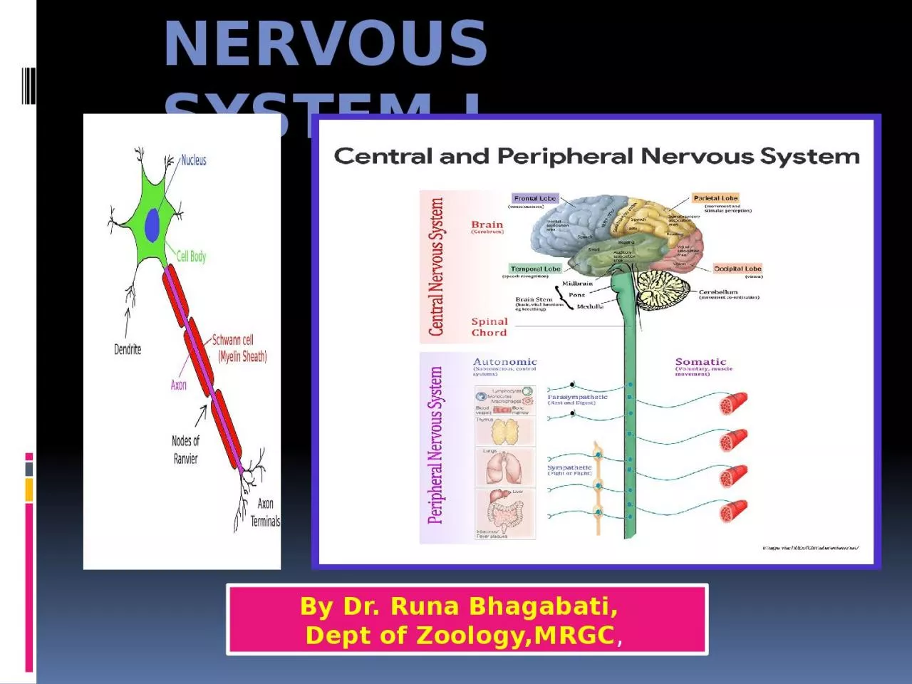 PPT-NERVOUS SYSTEM-I By Dr. Runa Bhagabati,