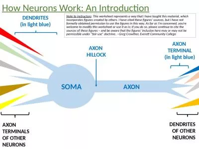 SOMA AXON AXON  TERMINAL