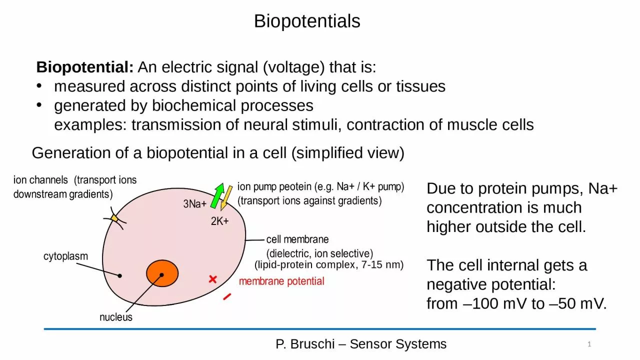 PPT-Biopotentials P. Bruschi – Sensor Systems