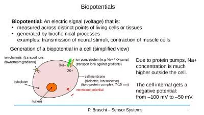 Biopotentials P. Bruschi – Sensor Systems