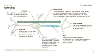 Mental Health Neurones 1. Martin. Neuroanatomy Text and Atlas. 3