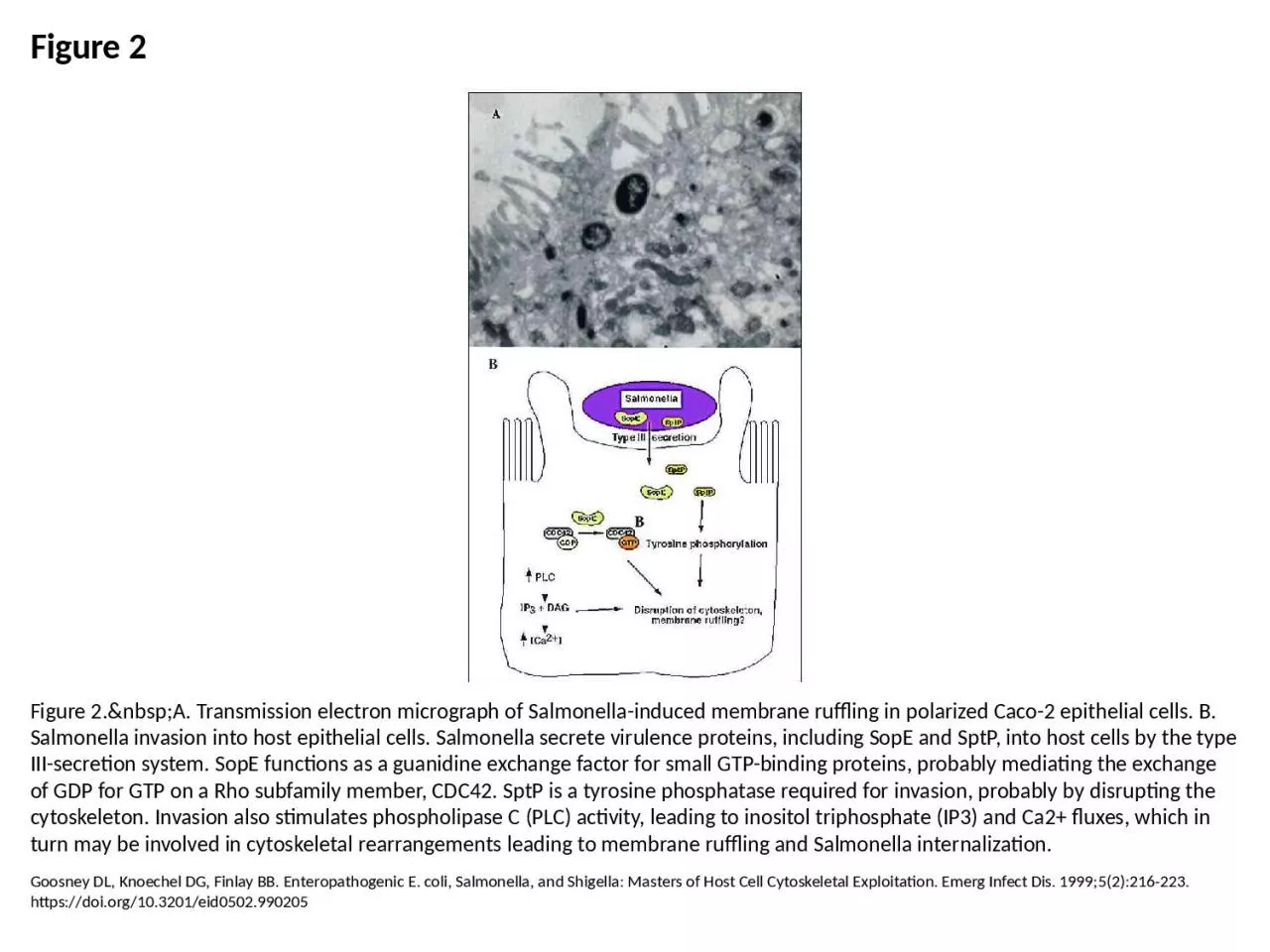 PPT-Figure 2 Figure 2.&nbsp;A. Transmission electron micrograph of Salmonella-induced