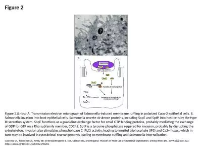 Figure 2 Figure 2.&nbsp;A. Transmission electron micrograph of Salmonella-induced