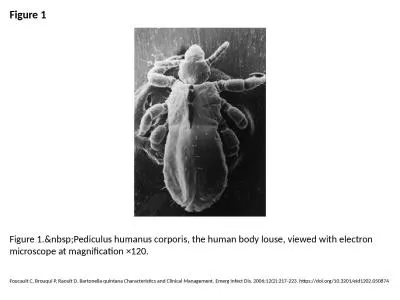 Figure 1 Figure 1.&nbsp;Pediculus humanus corporis, the human body louse, viewed with electron