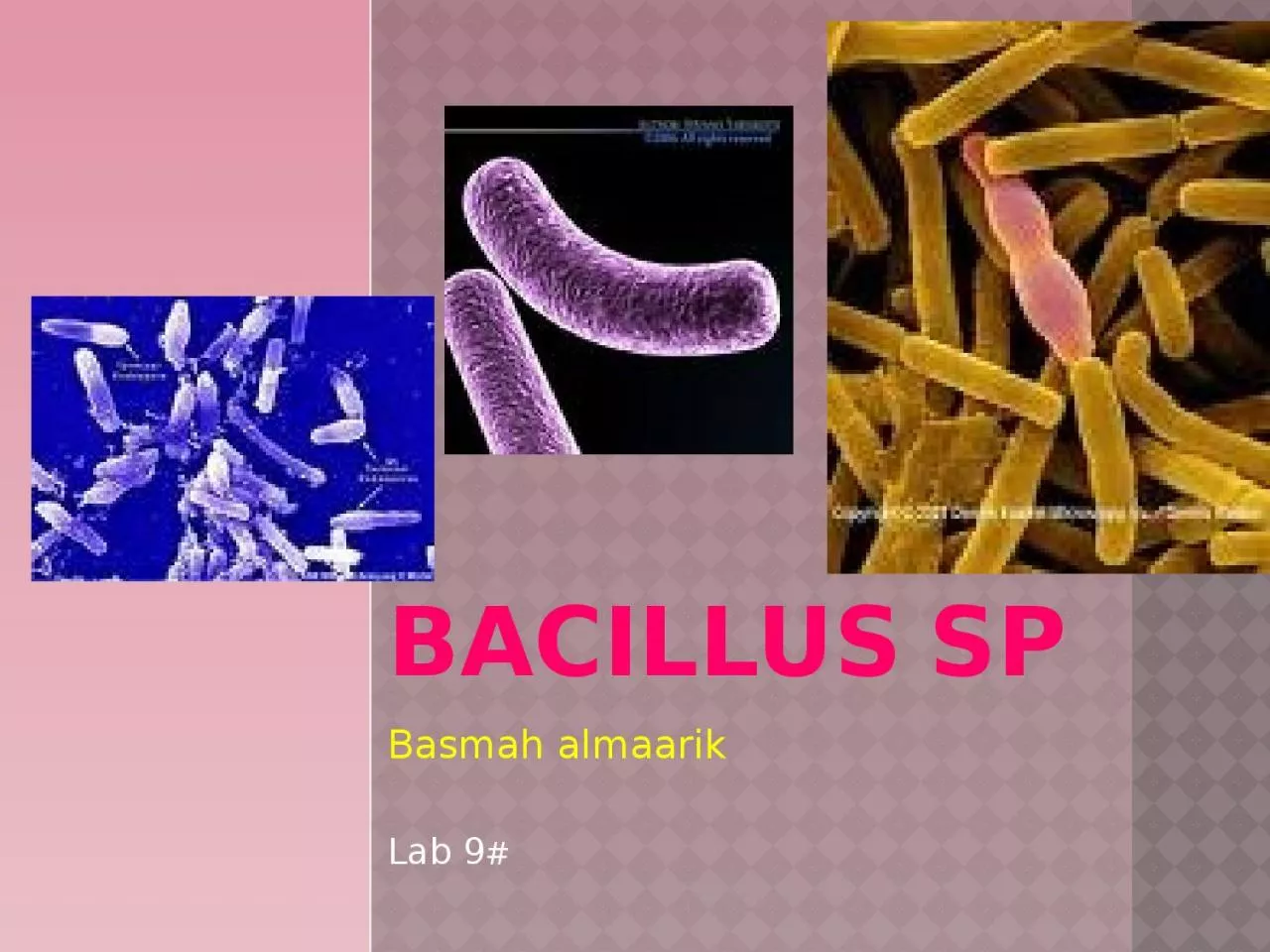 PPT-Bacillus sp Basmah almaarik