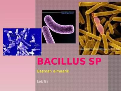 Bacillus   sp Basmah   almaarik