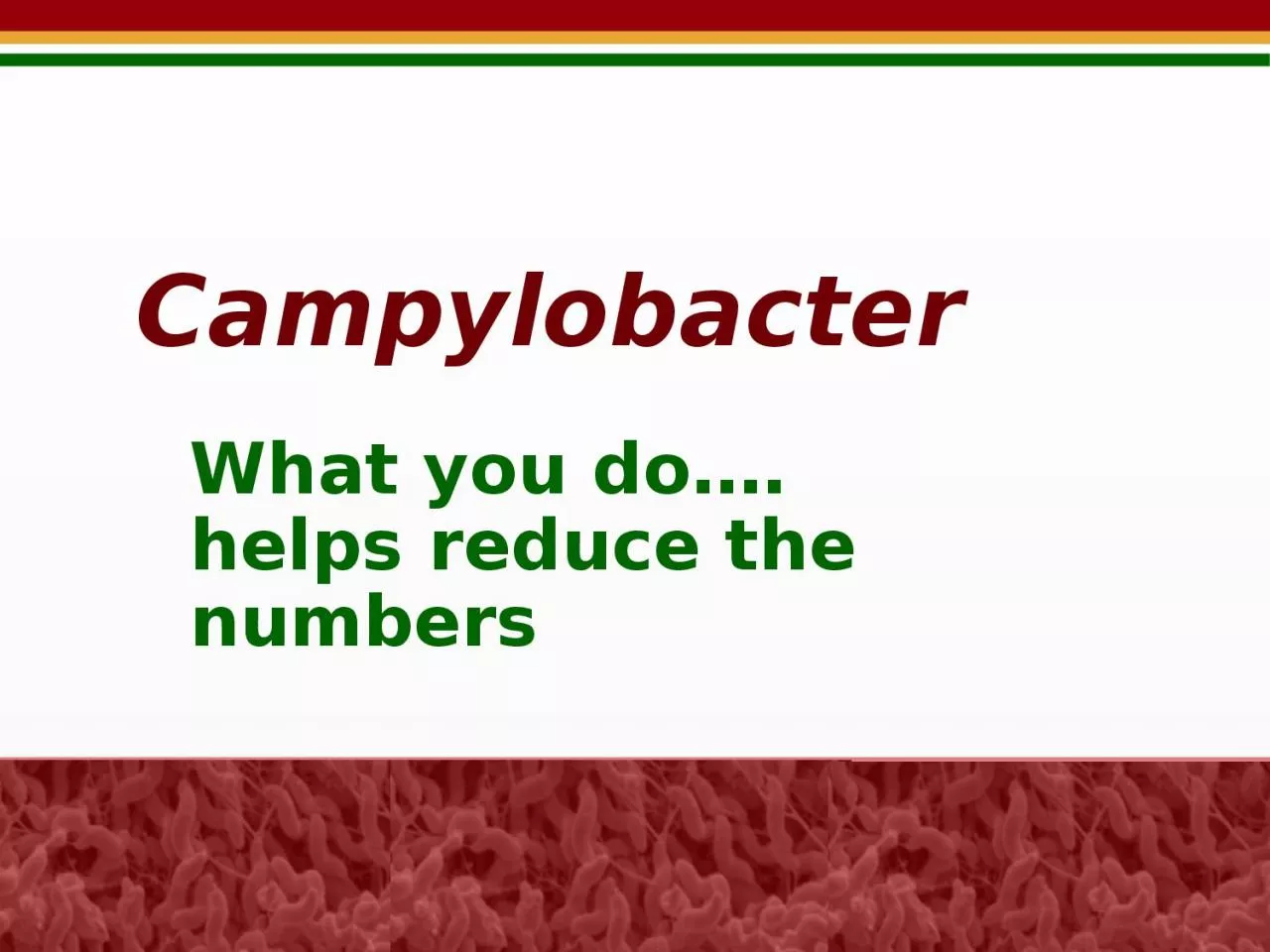 PPT-Campylobacter What you do….