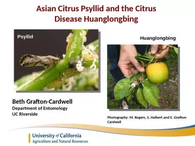Asian Citrus  Psyllid  and the Citrus Disease