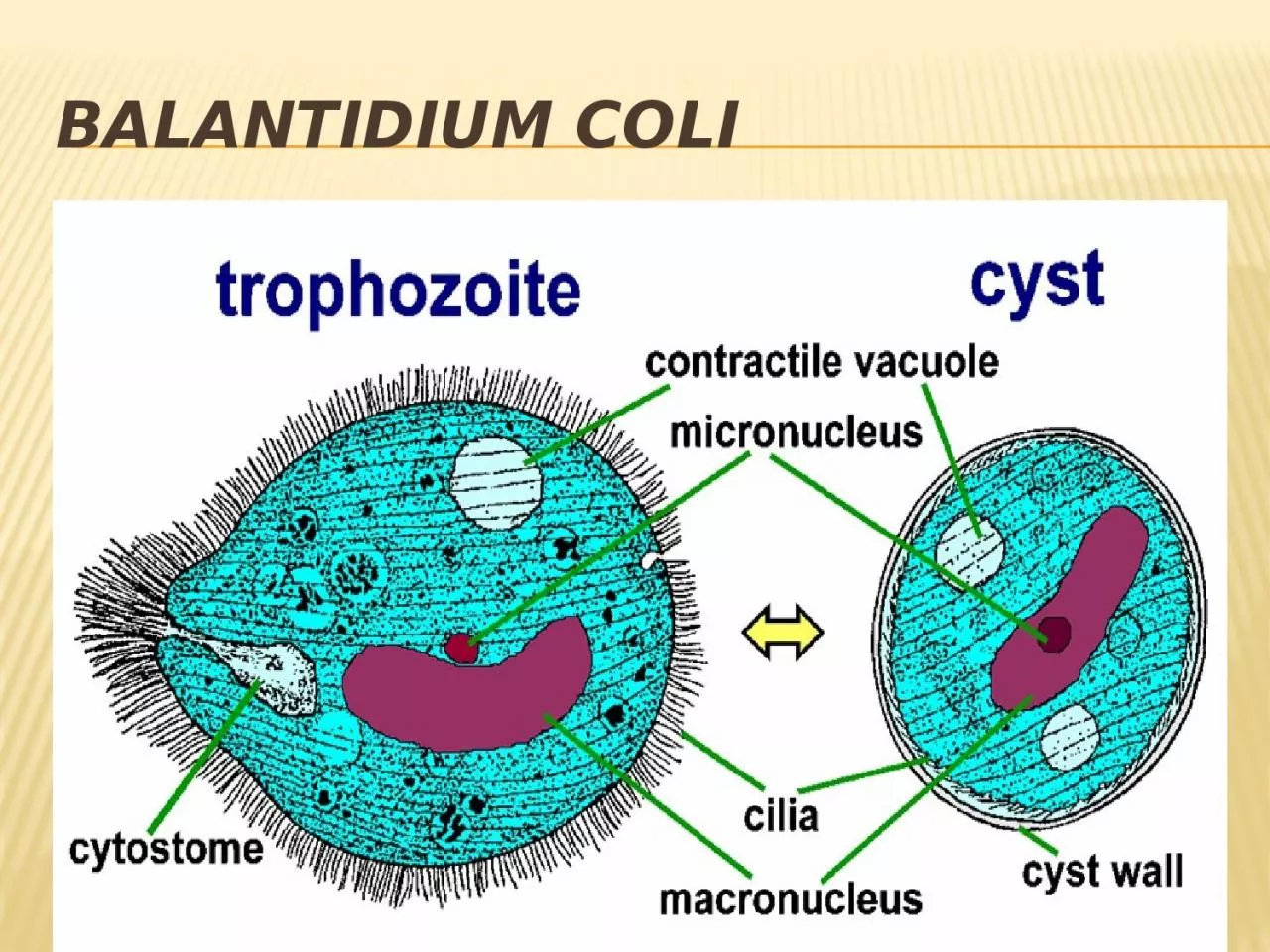 PPT-Balantidium coli A cytosome