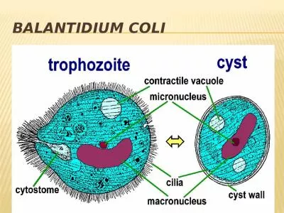 Balantidium  coli A  cytosome