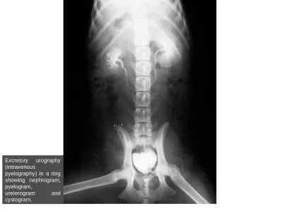 Excretory urography (intravenous pyelography) in a dog showing nephrogram, pyelogram, ureterogram a