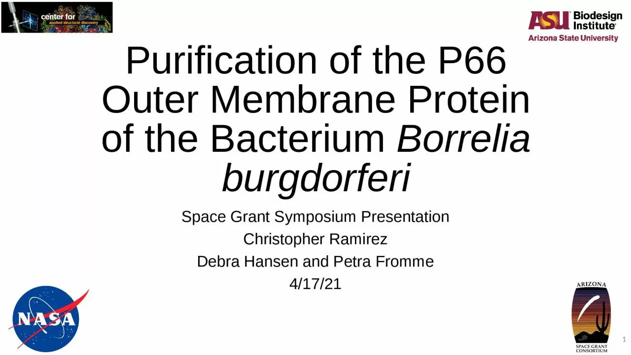 Purification of the P66 Outer Membrane Protein of the Bacterium